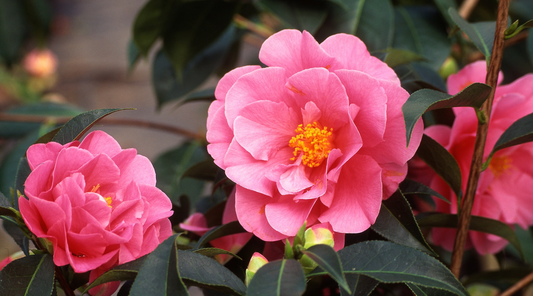 The Power of Camellia Flower Extract: Nature's Answer to Photo-Aging